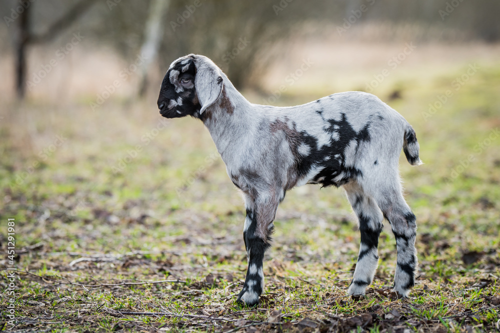 Small south african boer goat doeling portrait on nature Small south african boer goat doeling portrait on nature