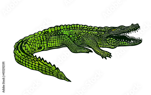 Green crocodile, alligator on white background. T-shirt print. Vector illustration © Мария Неноглядова