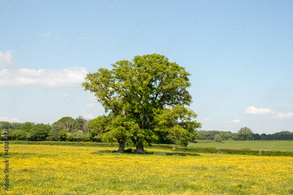 Old oak tree in a field of summertime buttercups.