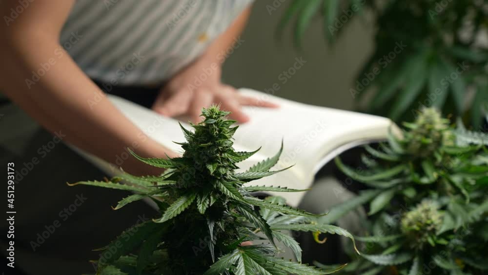 Closeup a healthy marijuana top bud in home garden with a female