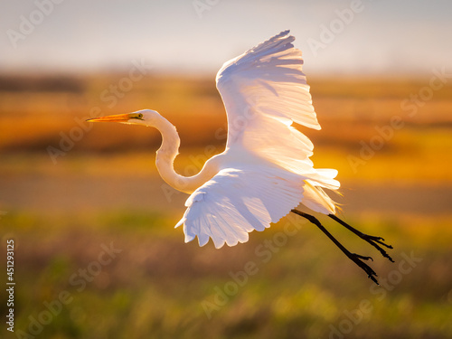 great egret photo