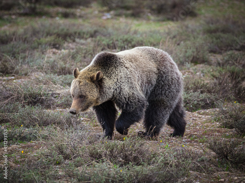 Grizzly bear sow