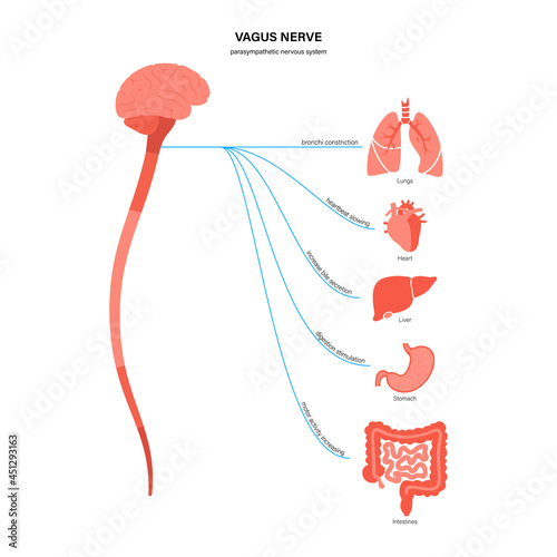 Vagus nerve diagram photo