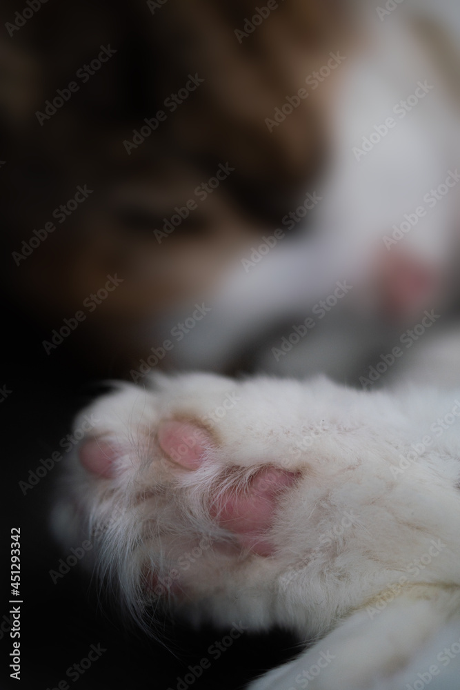 cute pink paw of a brown and white fluffy cat, macro photo