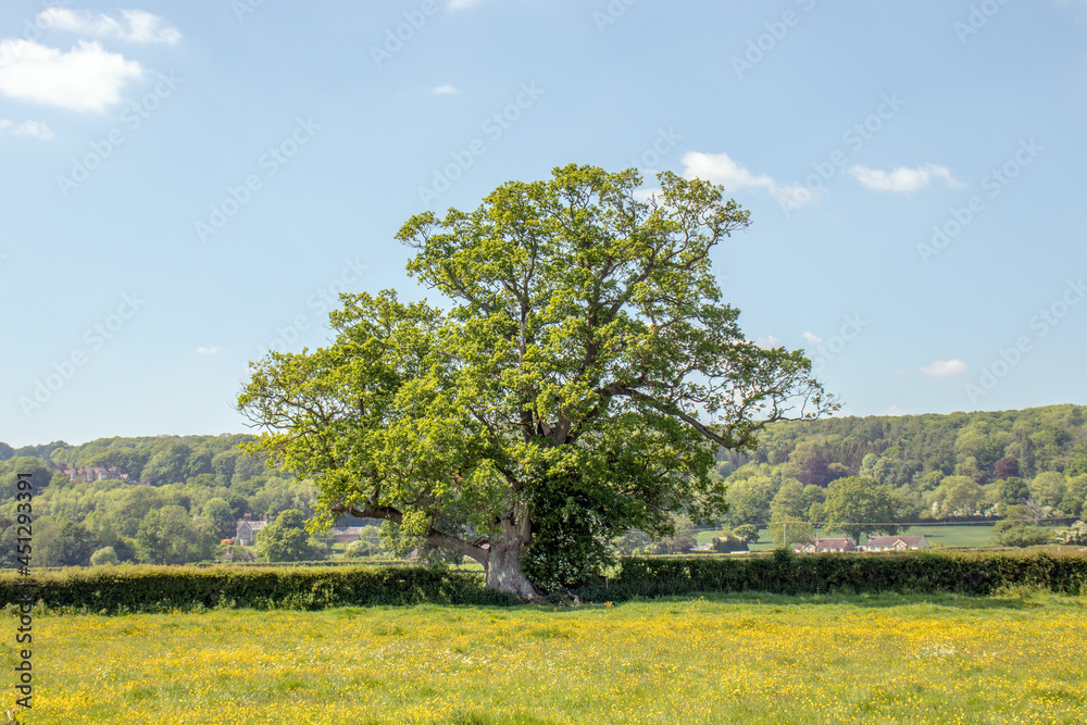 Fototapeta premium Old oak tree in a field of summertime buttercups.