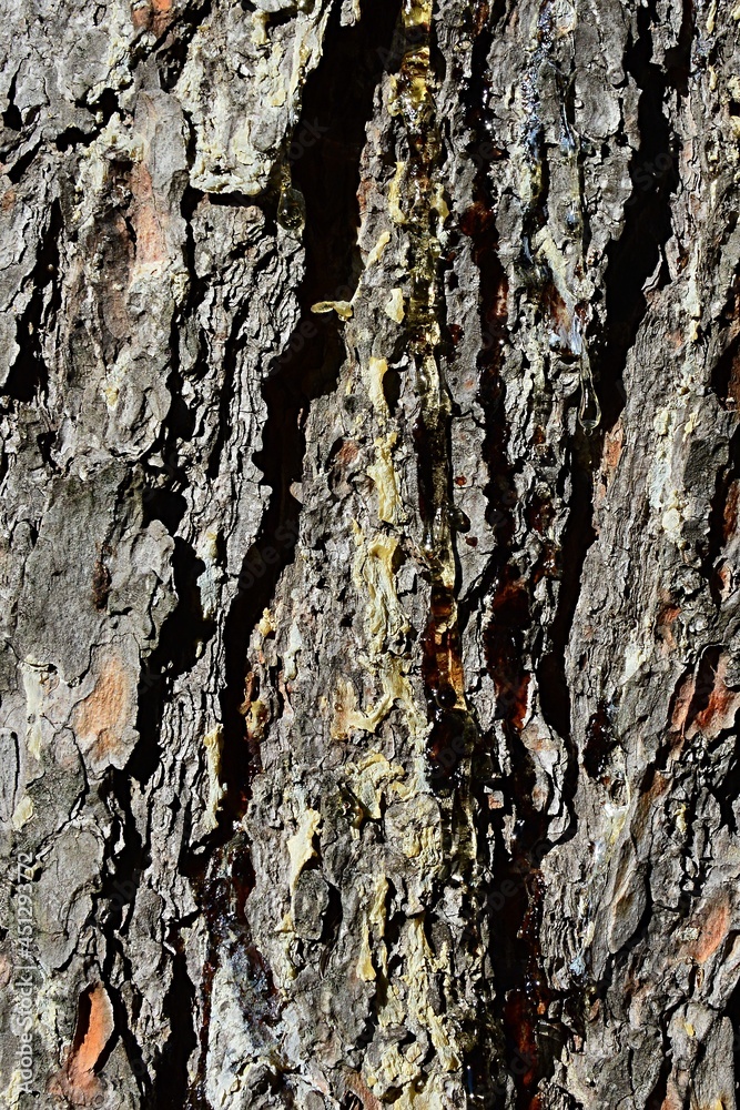 Trunk wood texture of coniferous tree called Bhutan Pine or Blue Pine, White Pine and Himalayan White Pine, latin name Pinus wallichiana. Trunk wood texture of coniferous tree called Bhutan Pine or Blue Pine, White Pine and Himalayan White Pine, latin name Pinus wallichiana.