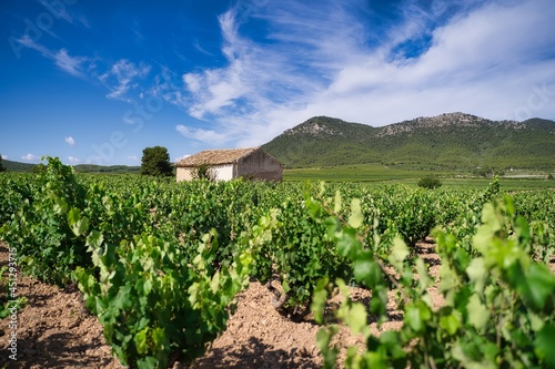 landscape of vineyards in bullas, murcia, spain.