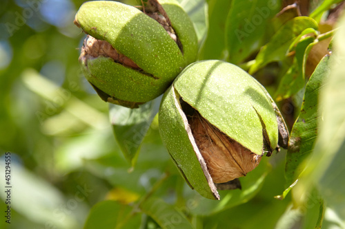 Walnut tree with walnut fruit in pericarp on branch photo