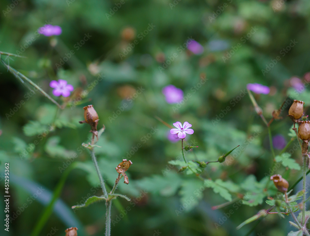 beautiful pink wild geranium (Geranium maculatum) growing on Salisbury Plain, Wiltshre UK beautiful pink wild geranium (Geranium maculatum) growing on Salisbury Plain, Wiltshre UK