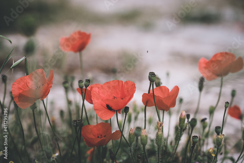 Close-up of red poppy flowers. Green grass. Nature background.