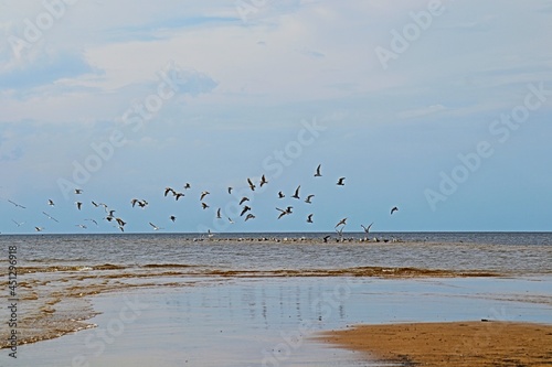 birds on the beach © Raibkashi