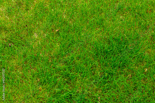 Background of a green grass. Eco concept