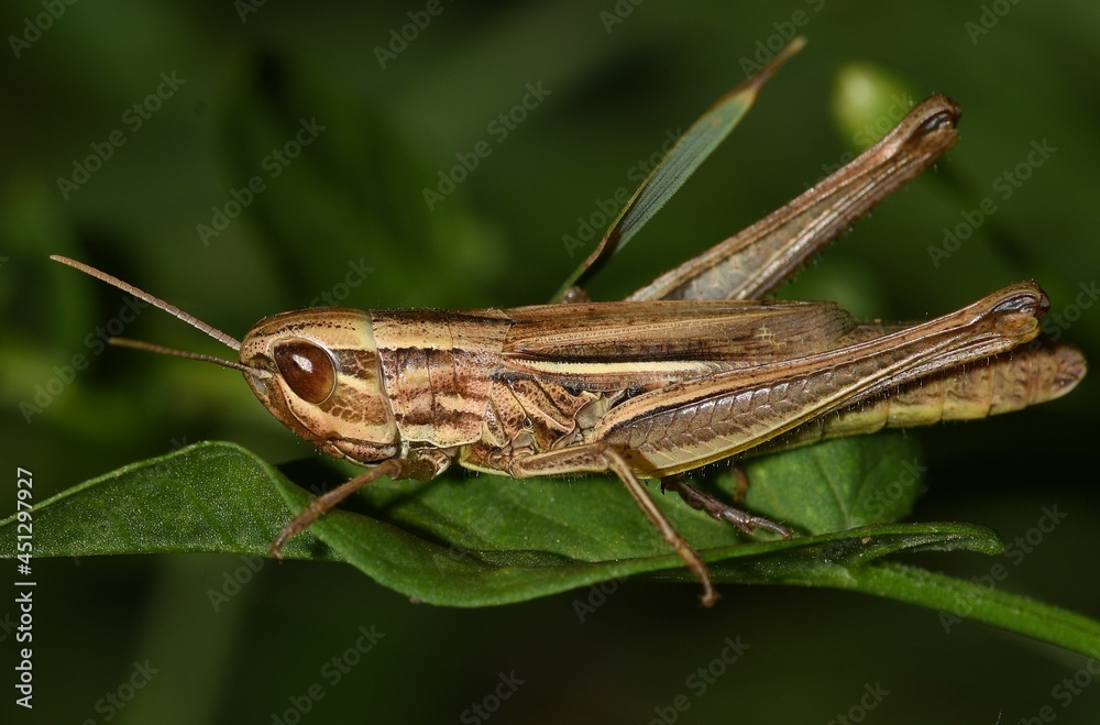 Grasshopper on the grass.