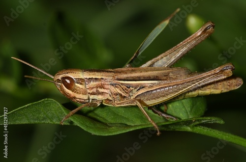 Grasshopper on the grass.
