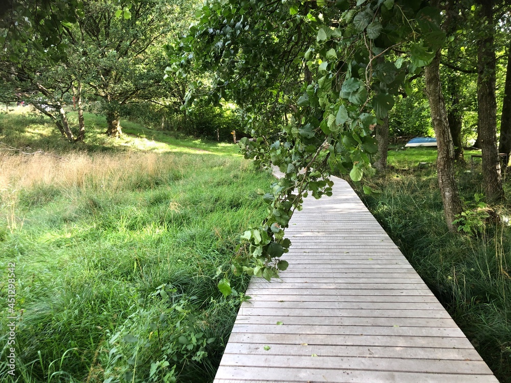 Wooden path in the forest, Boardwalk near Hald Sø, Viborg, Denmark Wooden path in the forest, Boardwalk near Hald Sø, Viborg, Denmark