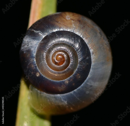 Monachoides incarnatus snail.