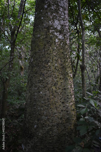 Barriguda (Ceiba sp)