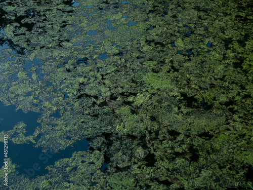 An overgrown pond  green algae on the surface of the water  a backwater  a swamp in a low key.