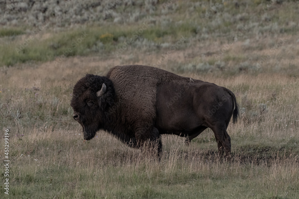 Peaceful Bison Closes Eyes for a Few Seconds