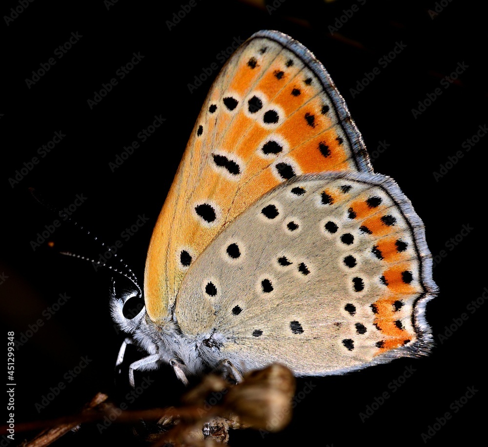 Obraz premium Lycaena dispar butterfly
