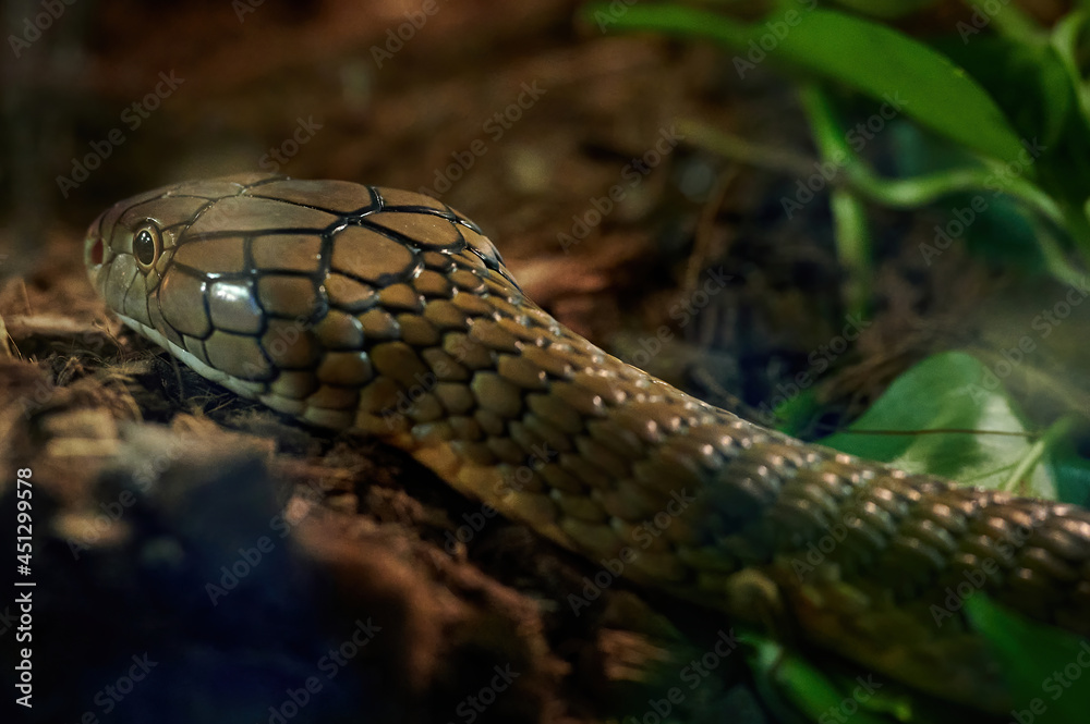 Fototapeta premium Close up of the head of a king cobra (Ophiophagus hannah), snake in the Elapidae family and is the largest venomous snake in existence