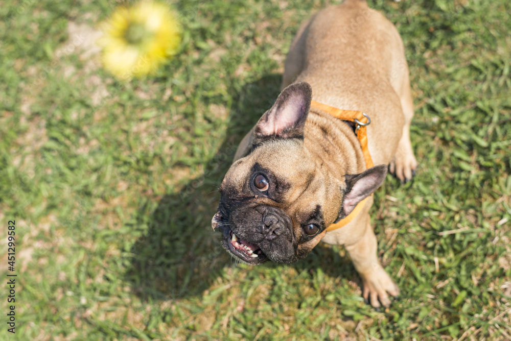 a dog (French bulldog) watches a flower that is held over his nose a dog (French bulldog) watches a flower that is held over his nose
