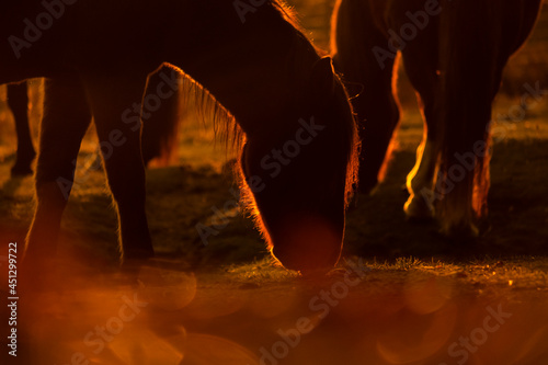 Silhueta de cavalos a pastar no campo ao fim de tarde photo