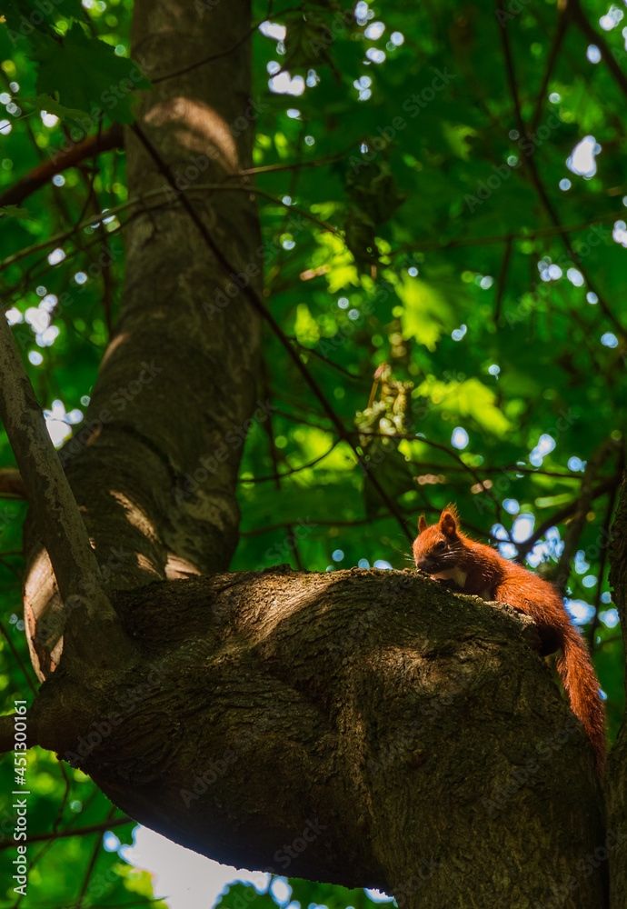squirrel on tree animal vertical photography in park outdoor vibrant environment space with soft focus concept