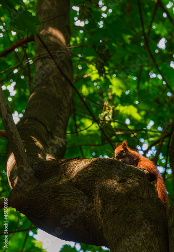 squirrel on tree animal vertical photography in park outdoor vibrant environment space with soft focus concept