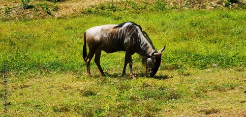 Photography Wildbeest