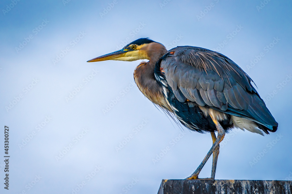Fototapeta premium A great blue heron perched against a blue sky