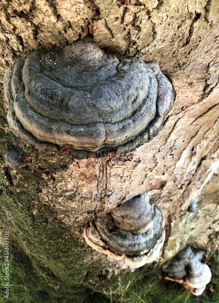 Fomes fomentarius Fomes fomentarius