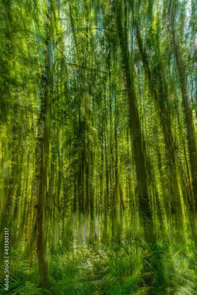 Lush green trees and ferns in the Hoh Rainforest, Olympic National Park WA