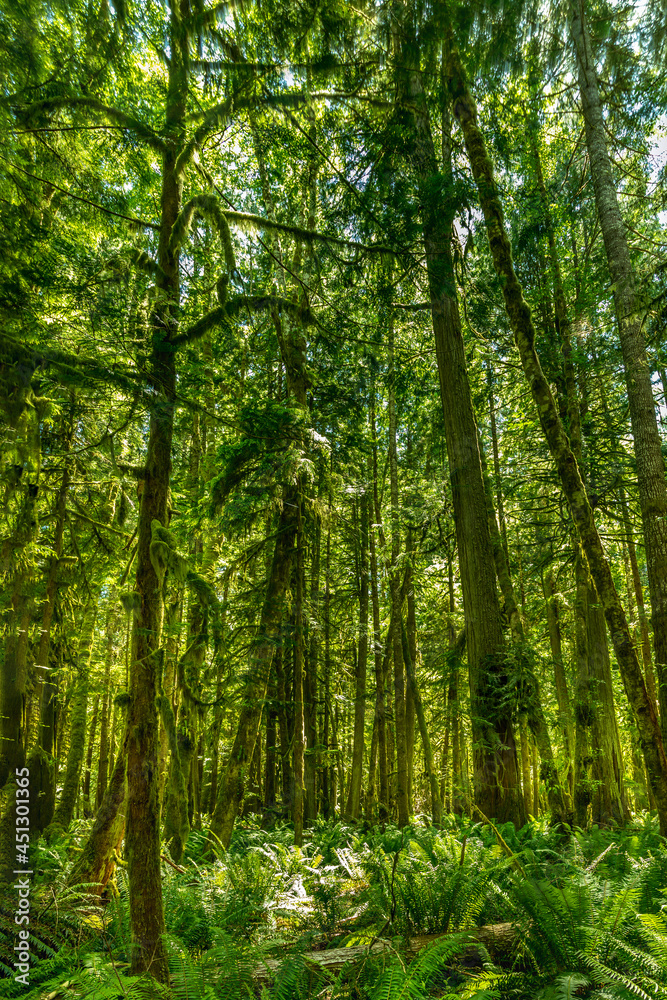 Lush green trees and ferns in the Hoh Rainforest, Olympic National Park WA