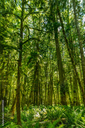 Lush green trees and ferns in the Hoh Rainforest  Olympic National Park WA