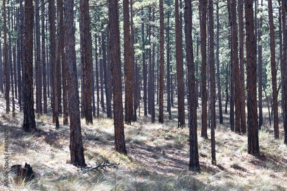Fototapeta premium pine trees