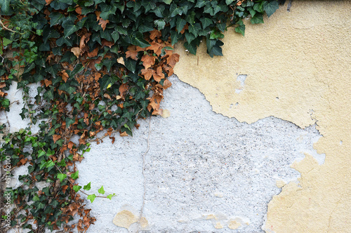Old concrete wall with peeling plaster and climbing ivy plant