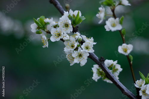 Lush white plum blossom. Spring. Plum tree branch. Green background. Nature 