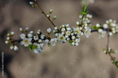 Lush white plum blossom. Spring. Plum tree branch. Sunlight. Nature 