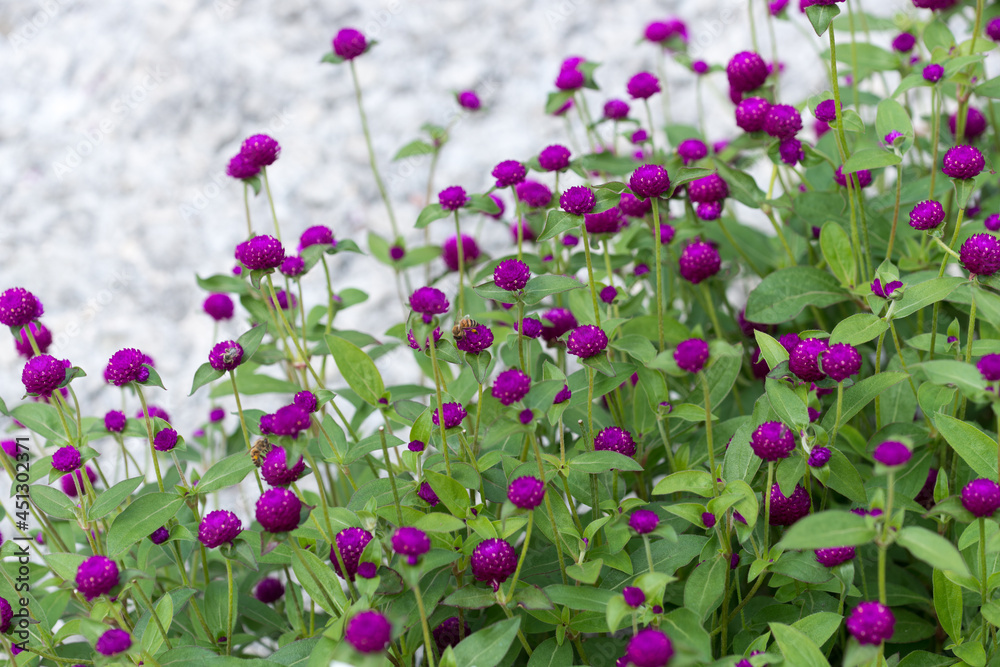 Gomphrena globosa growing in a flower bed