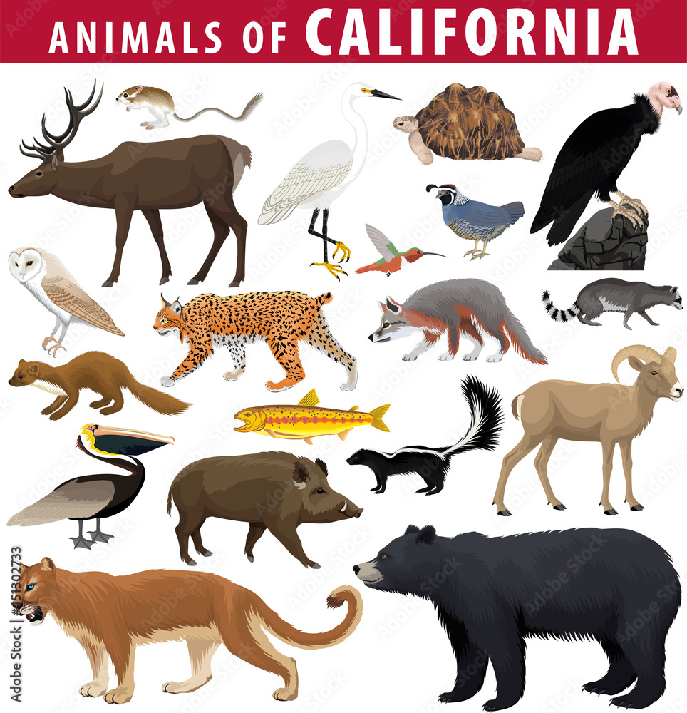vector set - animals of California: kangaroo rat, deer, desert tortoise, brown pelican, desert bighorn sheep, golden trout, california quail, california condor, black bear, puma, hog,  snowy egret.