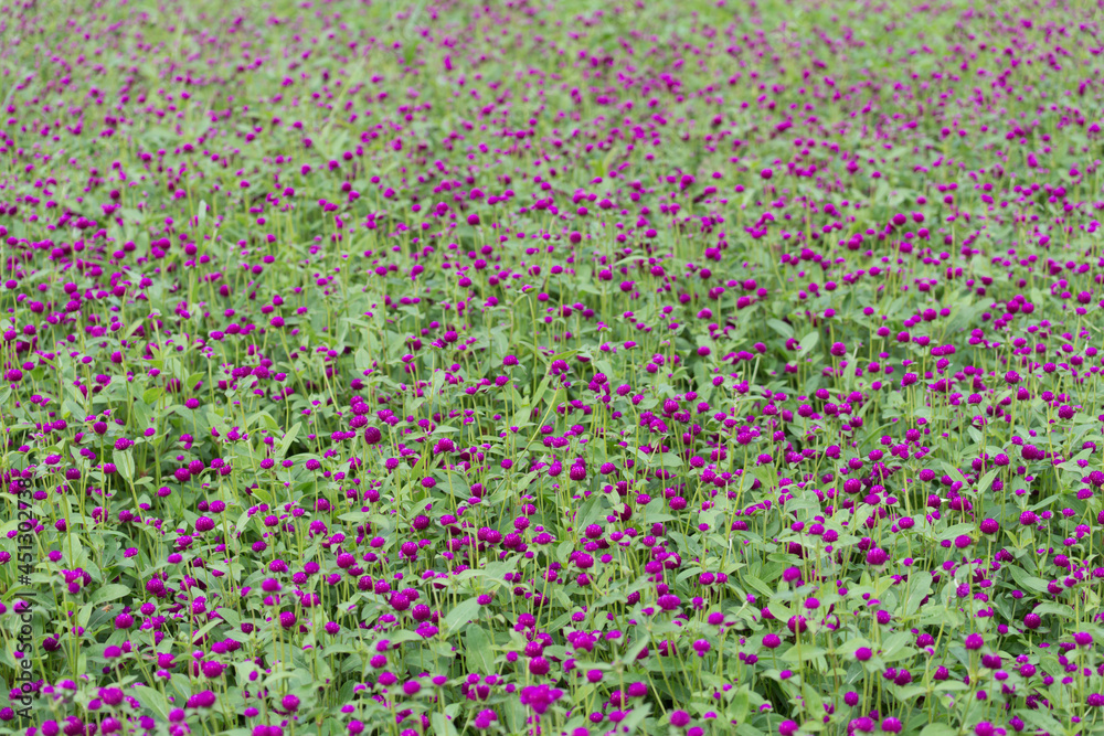 field of purple Gomphrena globosa field of purple Gomphrena globosa
