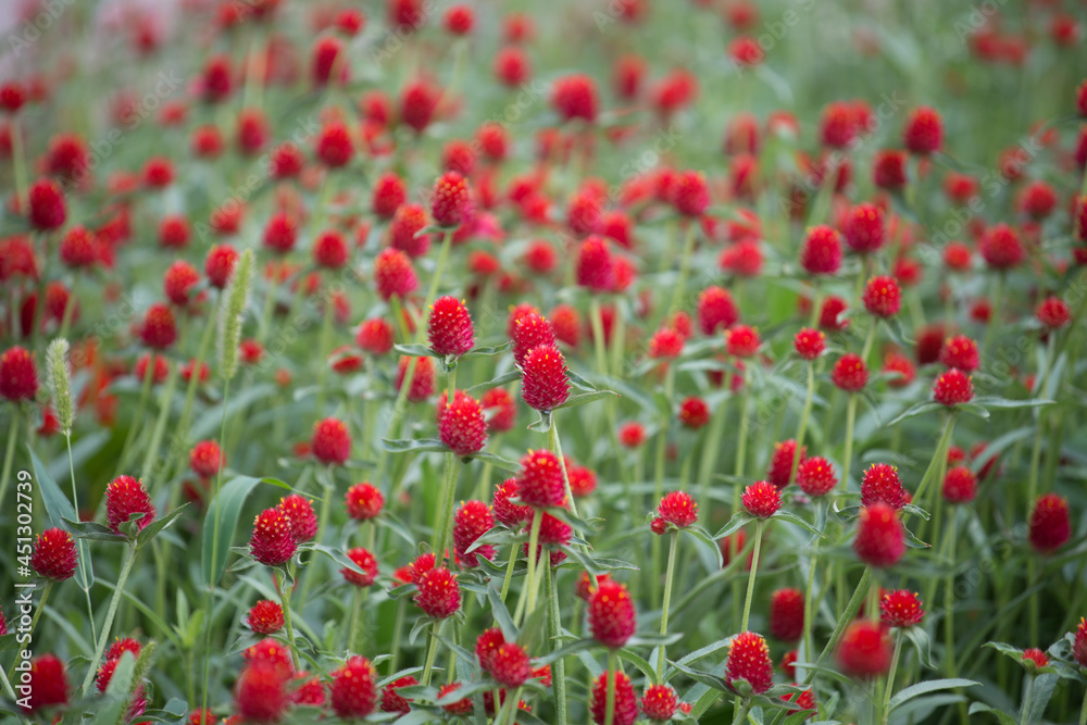 field of orange red Gomphrena globosa field of orange red Gomphrena globosa