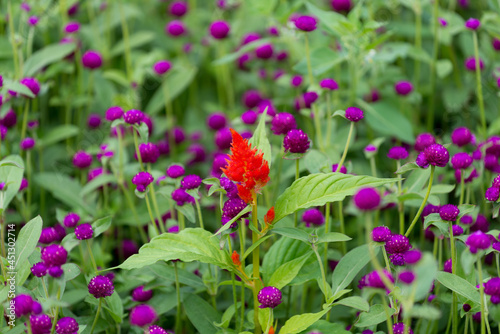 Gomphrena globosa (purple flowers) with orange felt flower