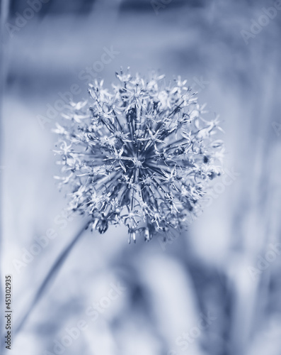 Garlic Flower. Close up. Selective and soft focus. Copy space.  © Eugeniusz Dudziński