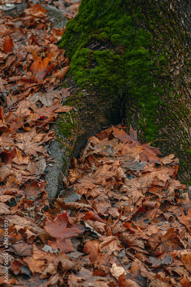 Autumn covered the roots of trees with its feather bed Autumn covered the roots of trees with its feather bed