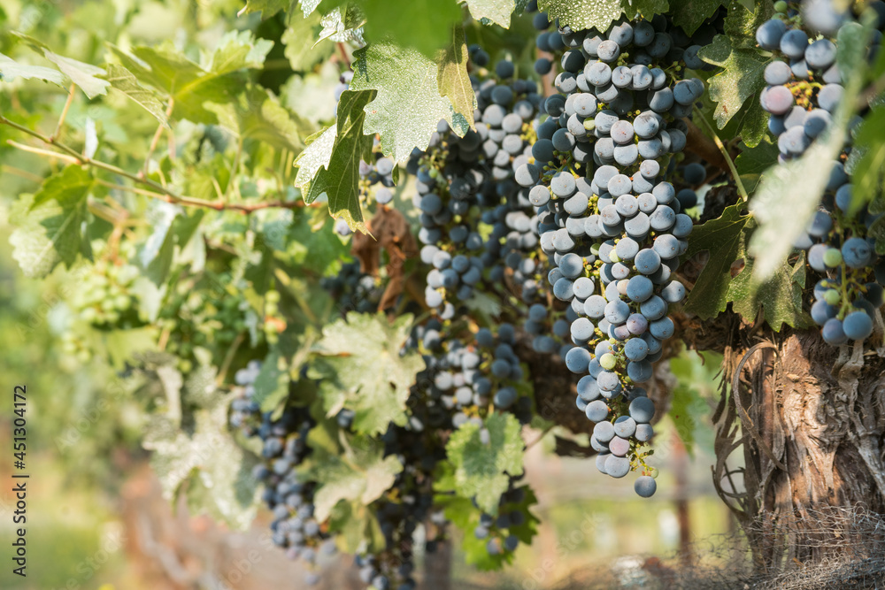 dramatic image of  a grape vineyard in Napa Valley, California, with purple ripe grapes ready for harvest, blurred green leaves in background and foreground.