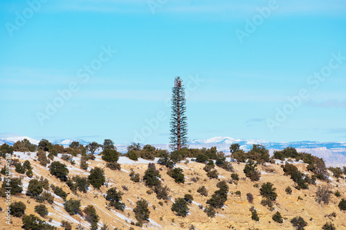 Valokuva A typical mobile phone tower disguised and camouflaged as a fake tall pine tree in the rural landscape under blue sky