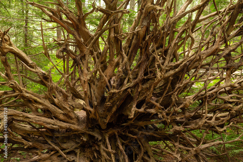 The tangled roots of a fallen tree in the forest form a pattern of brown wood spreading out from the center against a background of green foliage.