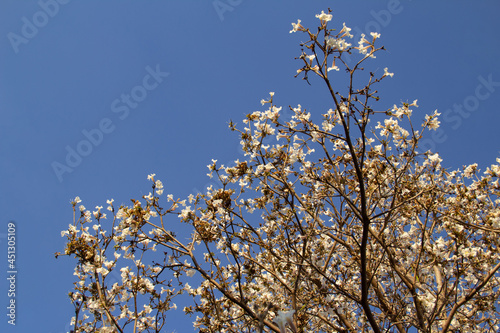 Detalhe de um ipê branco florido com céu azul ao fundo. Tabebuia roseo-alba.